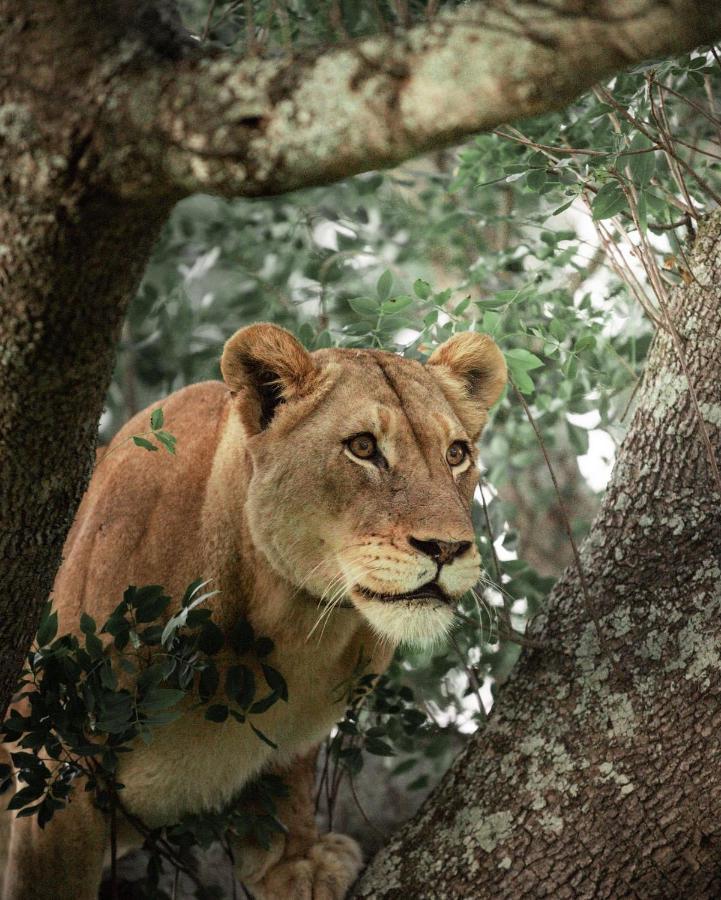 Amakhosi Safari & * Magudu