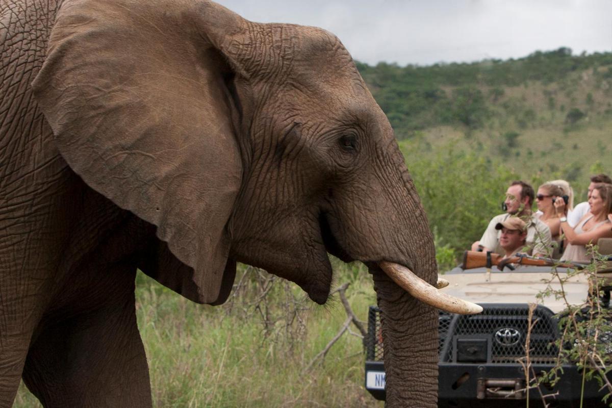 Amakhosi Safari & *