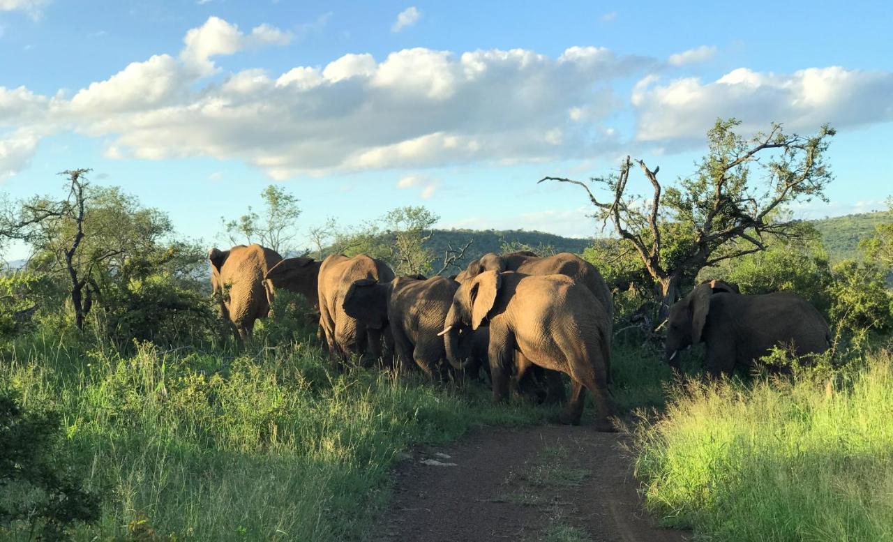 Amakhosi Safari & Lodge